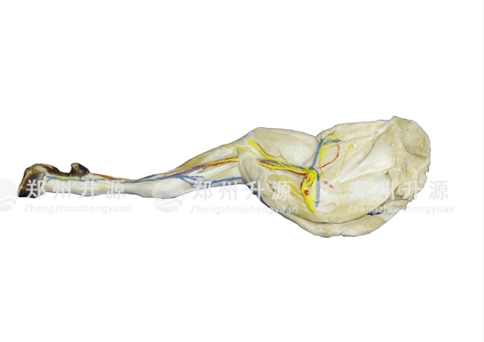 江西羊后肢解剖标本