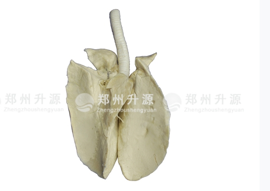武安猪肺标本