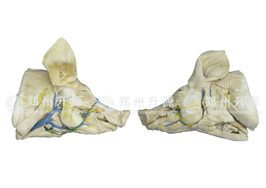 南平猪头颈深层、浅层解剖标本