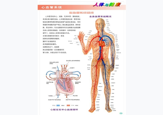 广东心血管系统