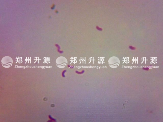 上海霍乱弧菌