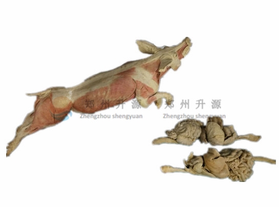 广西猪塑化标本