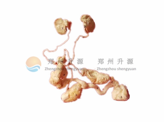 绵竹羊泌尿生殖系统-塑化标本