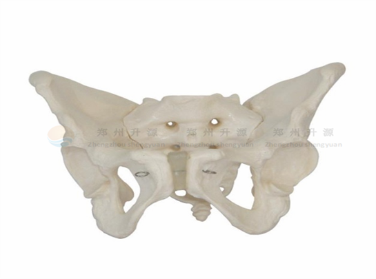 敦化骨骼标本-骨盆