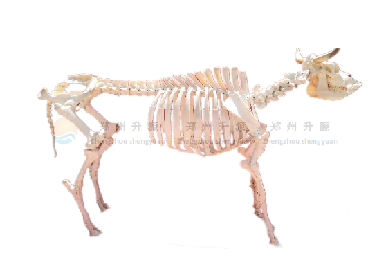 石狮牛整体骨骼标本