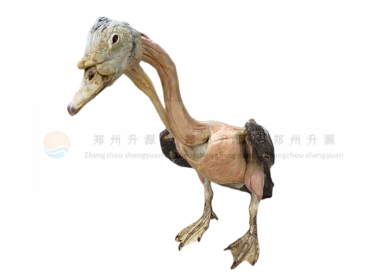 江门鸭塑化标本